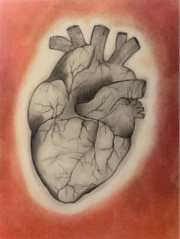 A sketch of a human heart