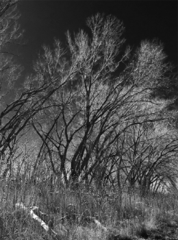 A black and white photo of trees and undergrowth.