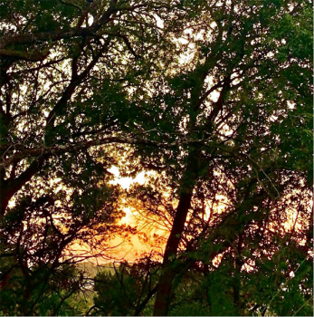 A photo of a forest at sunset with the sun light coming through the leaves.