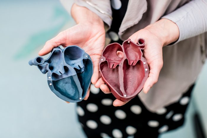 A pair of hands showing a 3D-printed heart